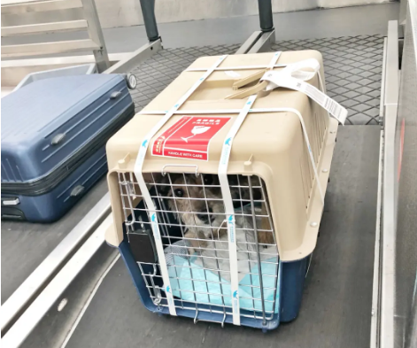 临沂宠物托运 宠物托运公司 机场宠物托运 宠物空运